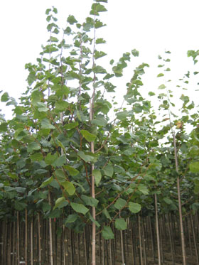 Tilia pallida